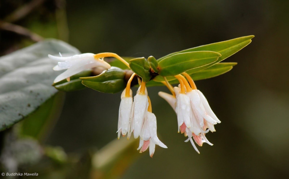 Dendrobium jerdonianum Wight